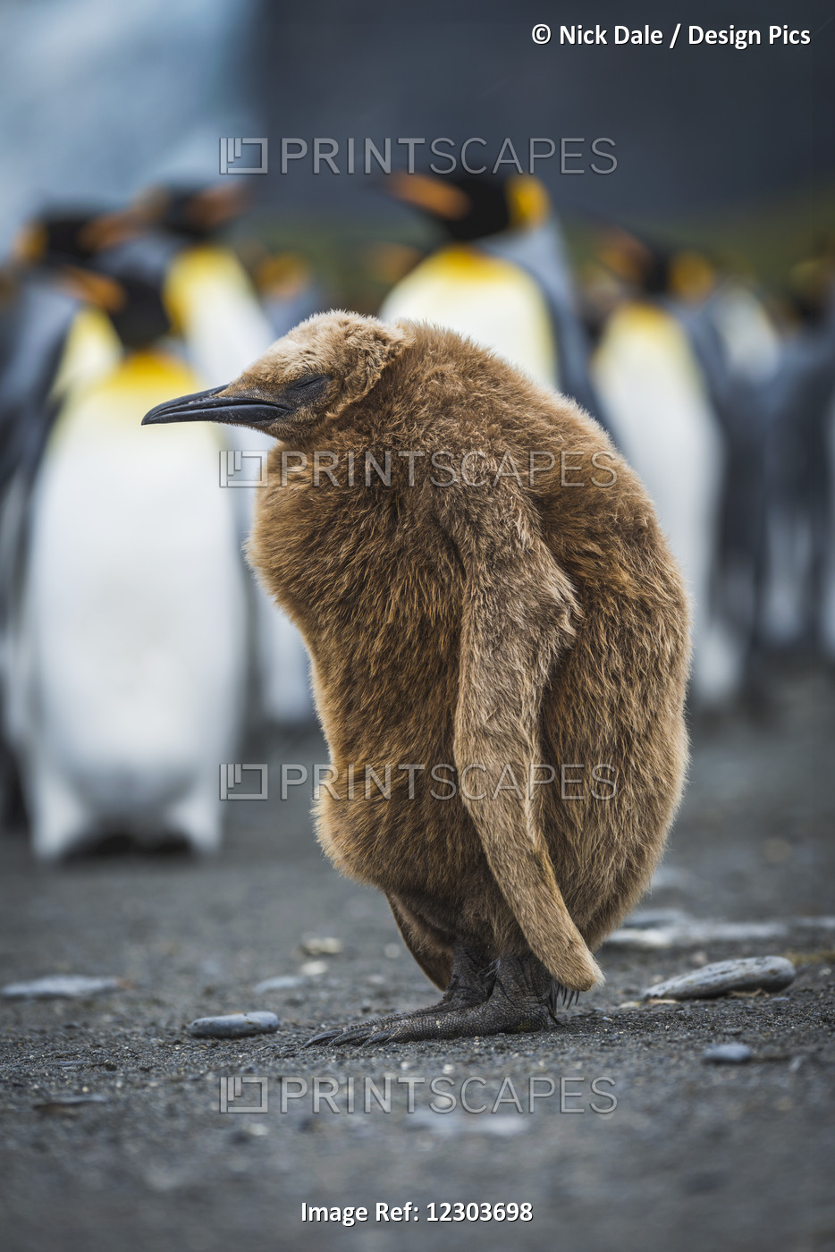 Oakum Boy King Penguin (Aptenodytes Patagonicus) With Hunched Back; Antarctica
