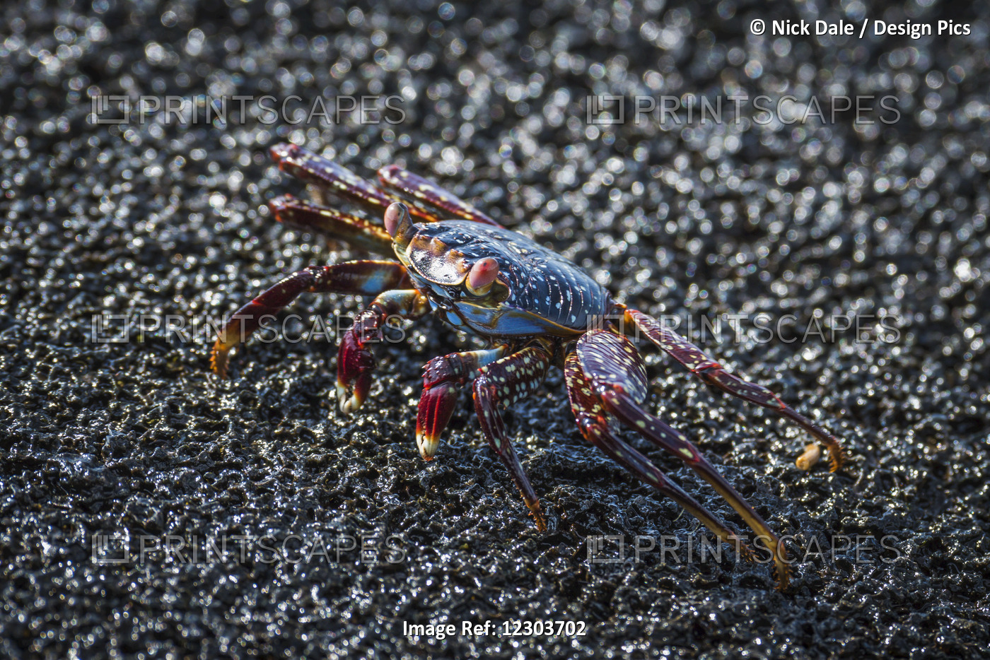 Sally Lightfoot Crab (Grapsus Grapsus) Crawling Across Wet Rock; Galapagos ...