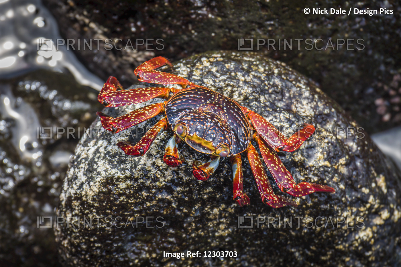 Sally Lightfoot Crab (Grapsus Grapsus) Perched On Wet Rock; Galapagos Islands, ...