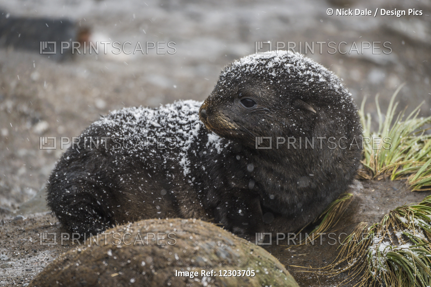 An Antarctic Fur Seal (Arctocephalus Gazella) Pup Is Lying Behind A Round Rock ...