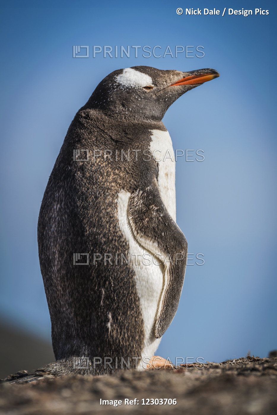 Sunny Gentoo Penguin (Pygoscelis Papua) Chick On Rocky Horizon; Antarctica