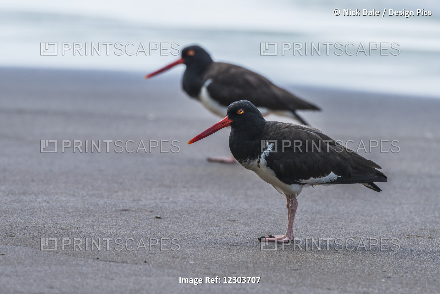 Two American Oystercatchers (Haematopus Palliatus) On Beach Beside Water; ...