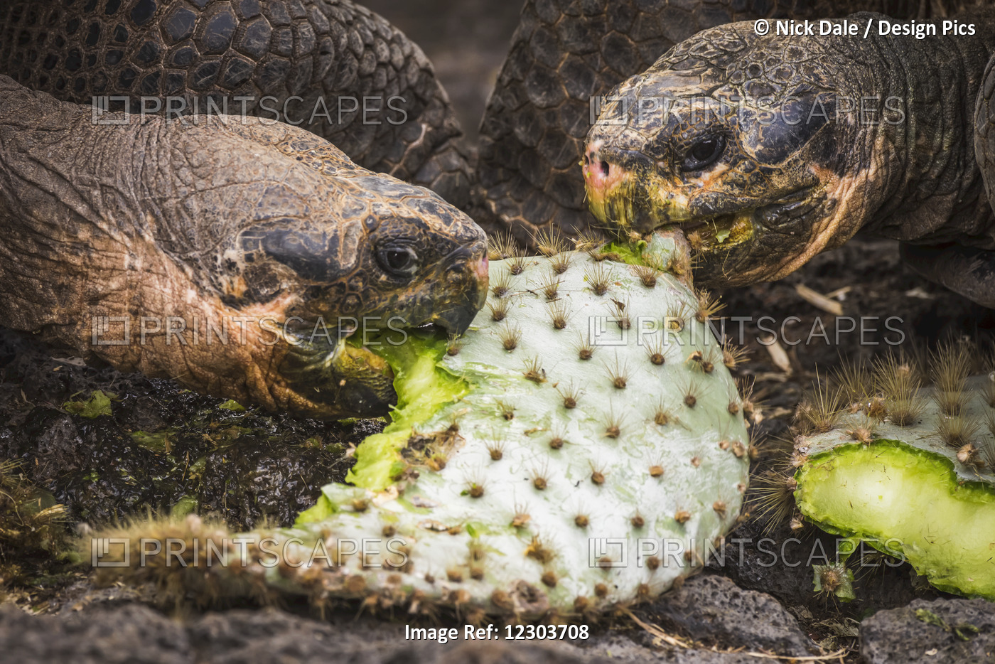 Two Galapagos Giant Tortoises (Geochelone) Biting Cactus Leaves; Galapagos ...