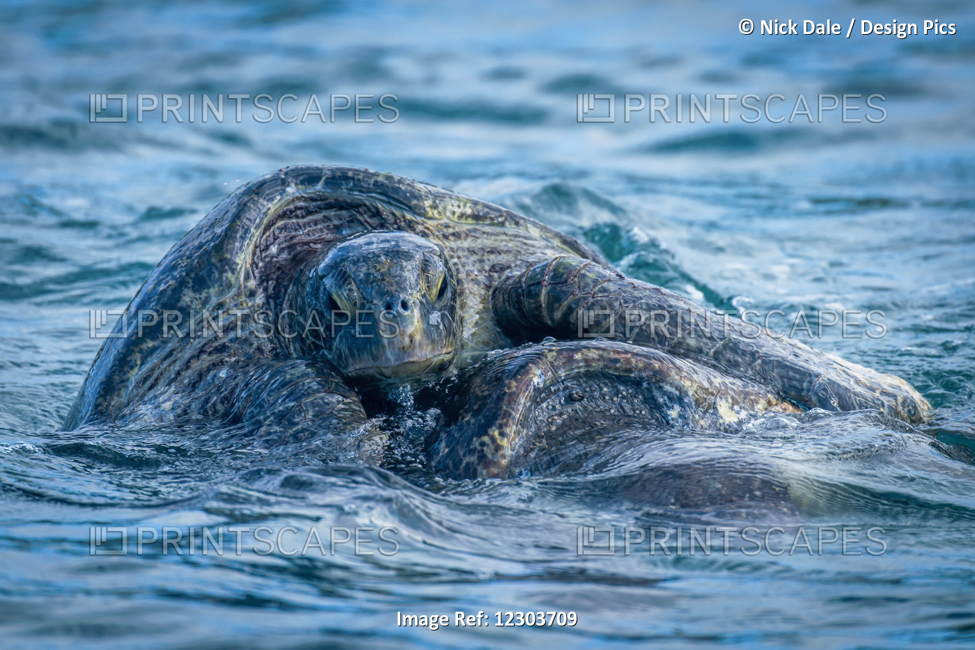Two Galapagos Green Turtles (Chelonia Mydas Agassisi) Mating In Sea; Galapagos ...