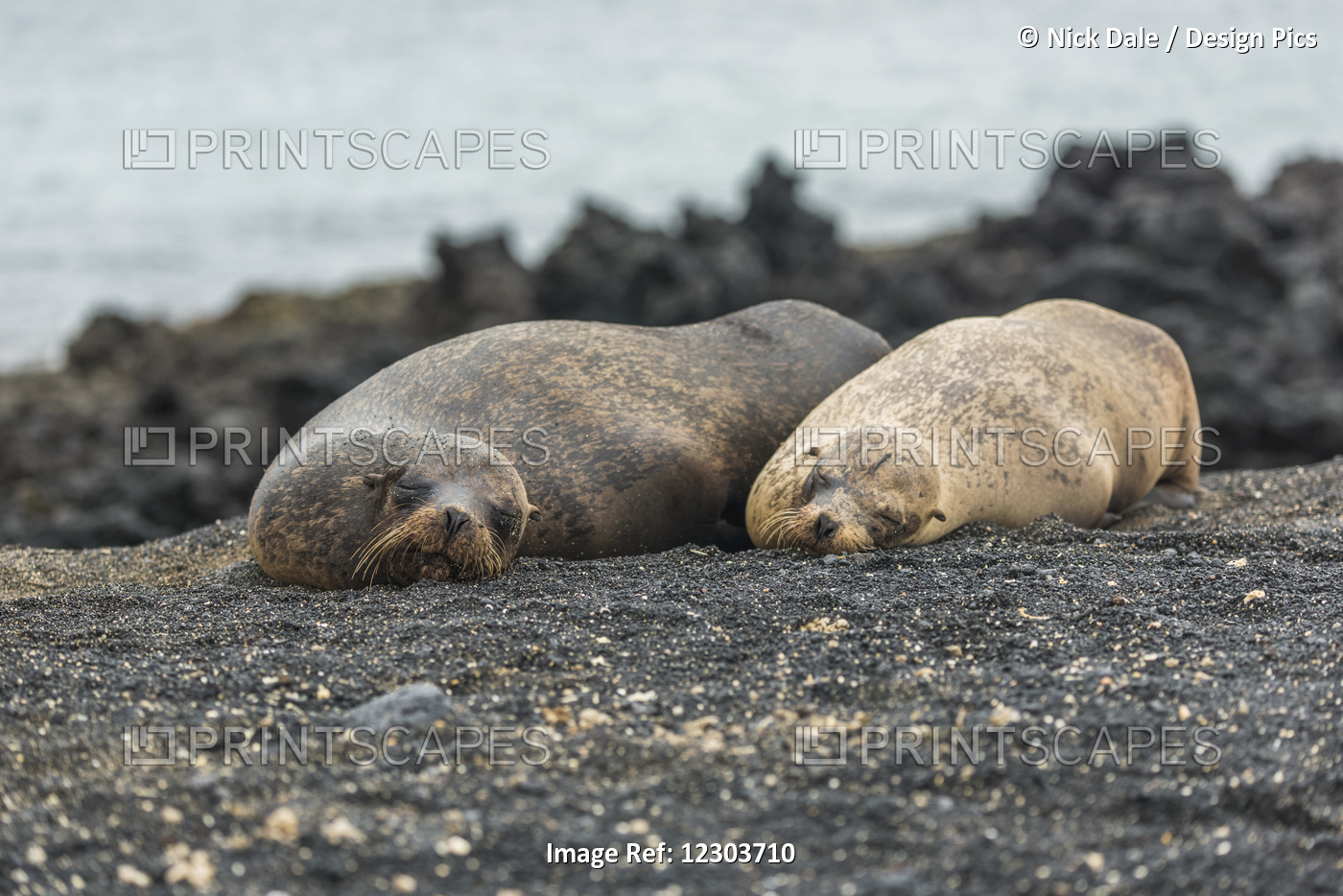 Two Galapagos Sea Lions (Zalophus Wollebacki) Asleep On Beach; Galapagos ...