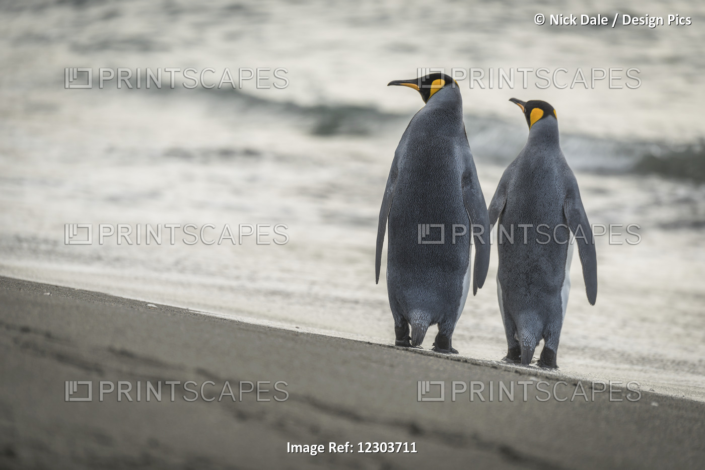 Two King Penguins (Aptenodytes Patagonicus) Are Walking Along A Sandy Beach By ...