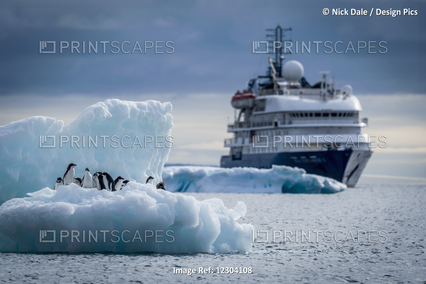 Adelie Penguins (Pygoscelis Adeliae) On Iceberg With Liner Behind; Antarctica