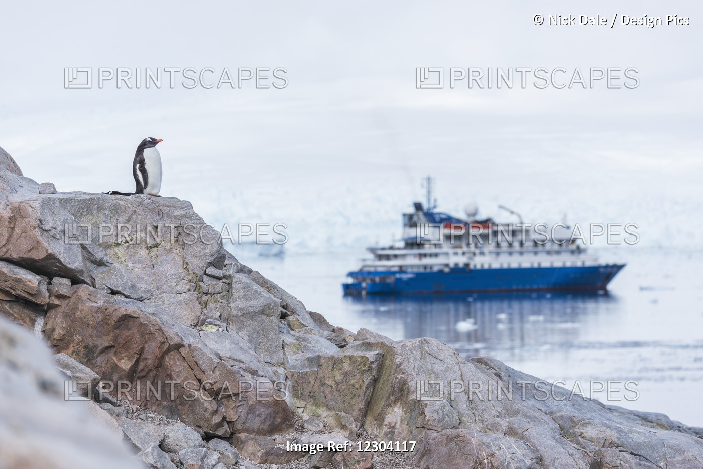 Gentoo Penguin (Pygoscelis Papua) On Cliff Looking At Ship; Antarctica