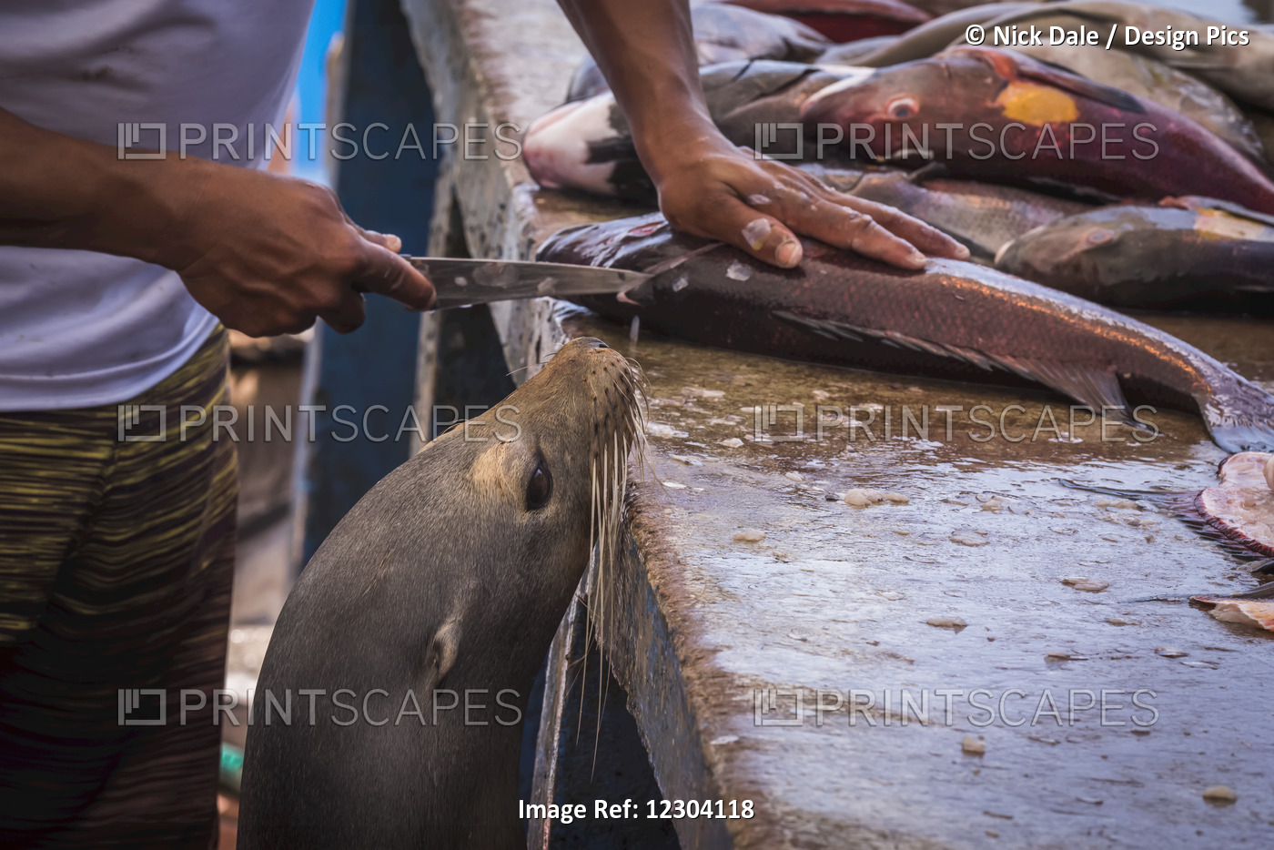 Hungry Sea Lion (Zalophus Wollebacki) Hoping For Fish Scraps; Galapagos ...