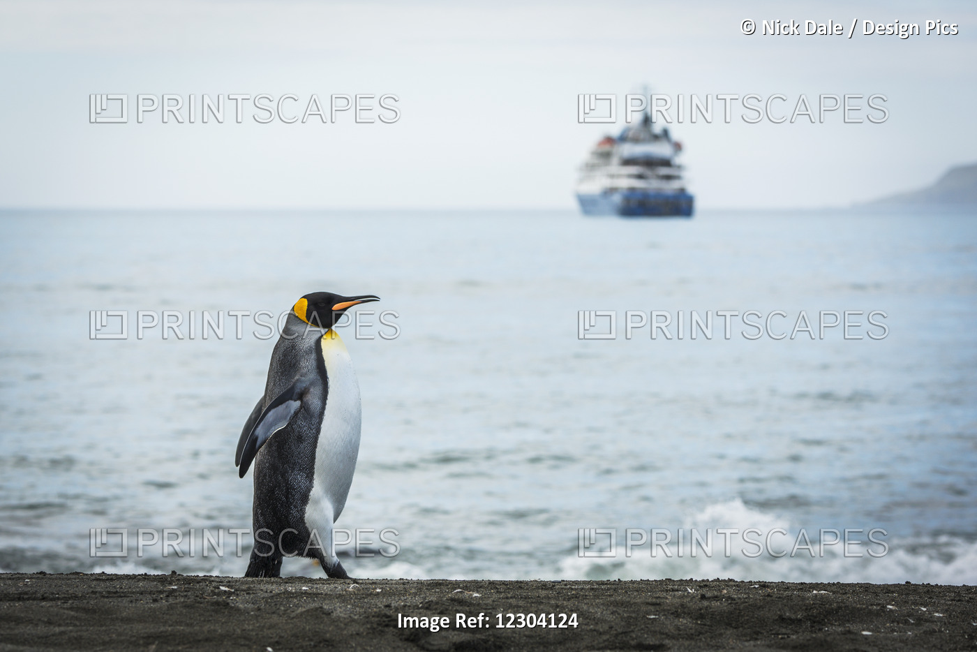 King Penguin (Aptenodytes Patagonicus) Walking With Ship In Distance; Antarctica