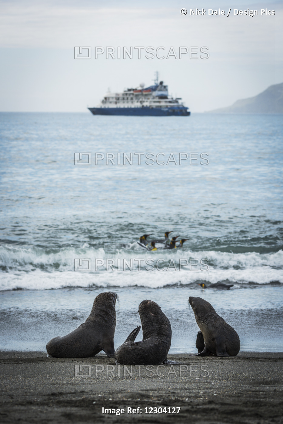 Three Antarctic Fur Seals (Aptenodytes Patagonicus) With Ship Behind; Antarctica