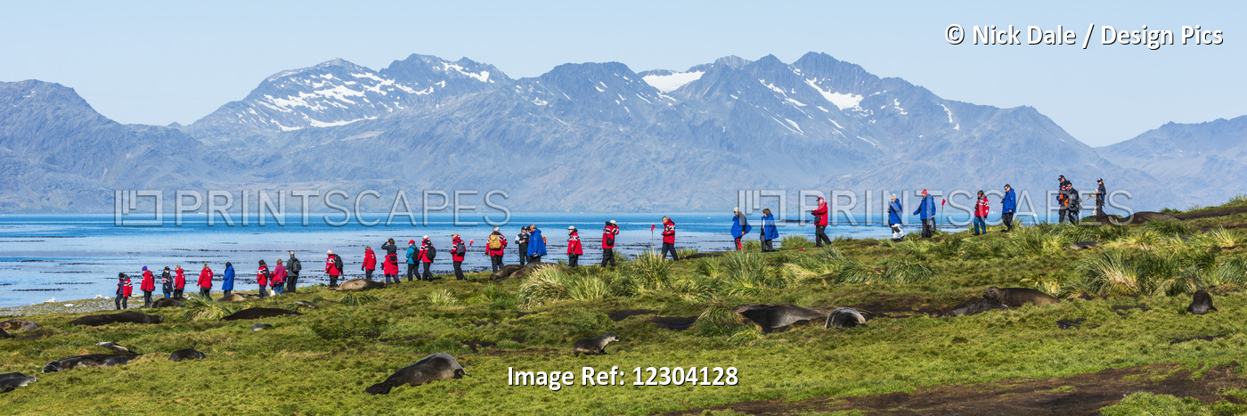 Tourists On Horizon With Antarctic Fur Seals (Aptenodytes Patagonicus) On ...