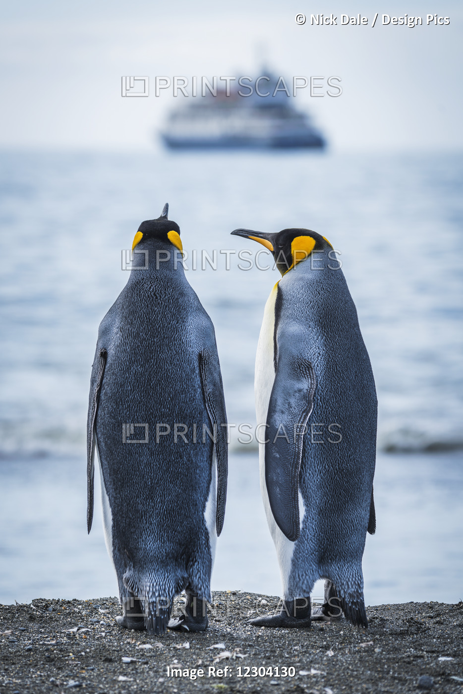 Two King Penguins (Aptenodytes Patagonicus) Looking At Blurred Ship; Antarctica