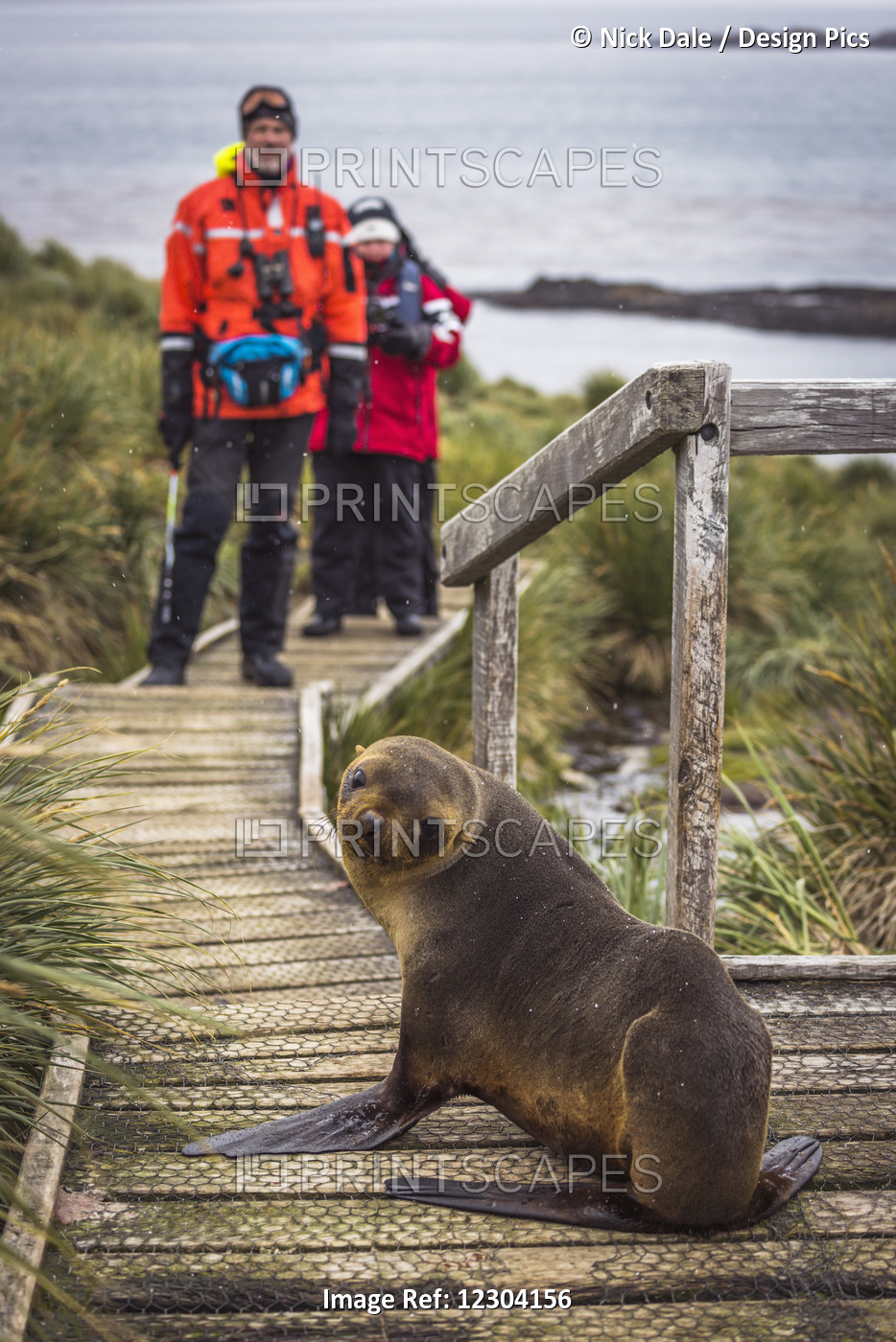 Antarctic Fur Seal (Arctocephalus Gazella) Blocking Path For Walkers; Antarctica