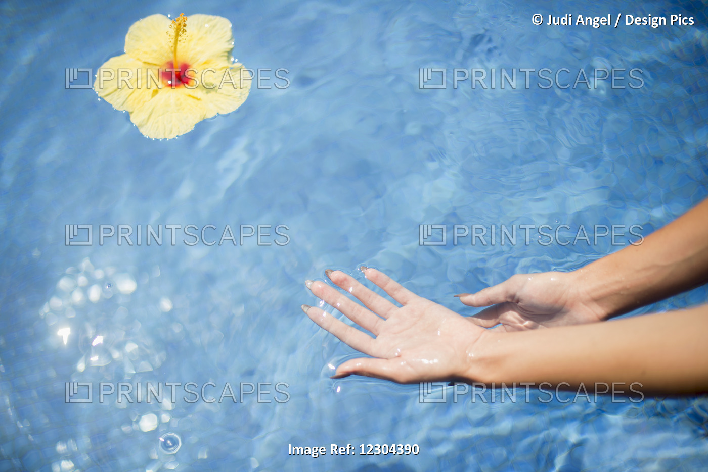 Dipping Hands In The Water With A Floating Flower; Island Of Hawaii, Hawaii, ...