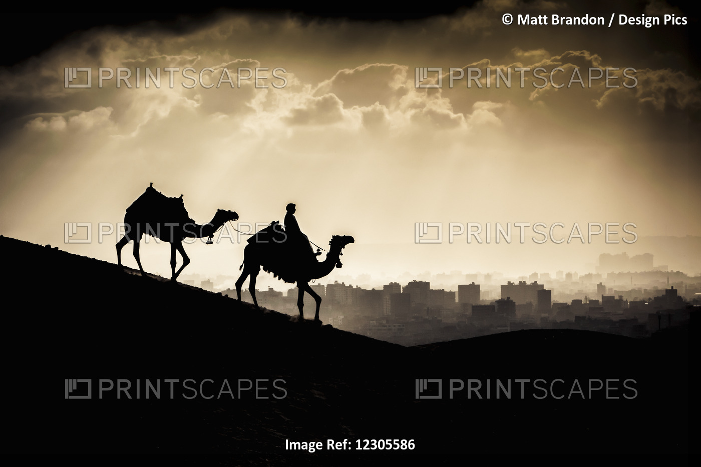 Two Camels And A Rider Walk In Front Of Giza, Egypt At Sunset; Giza, Egypt