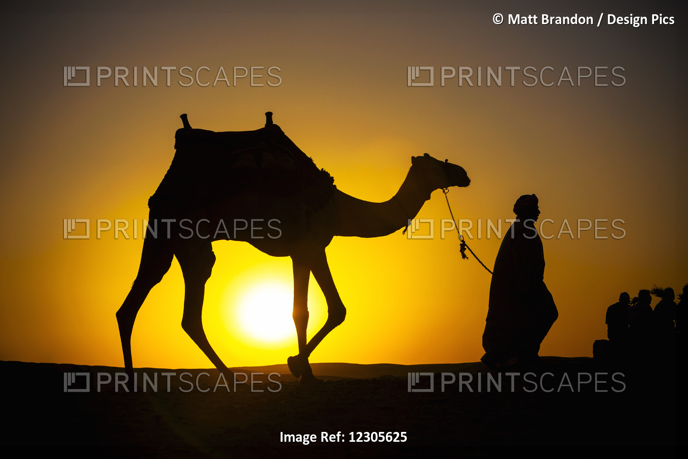 An Egyptian Man Silhouetted By The Setting Sun, Leads A Camel Across The ...