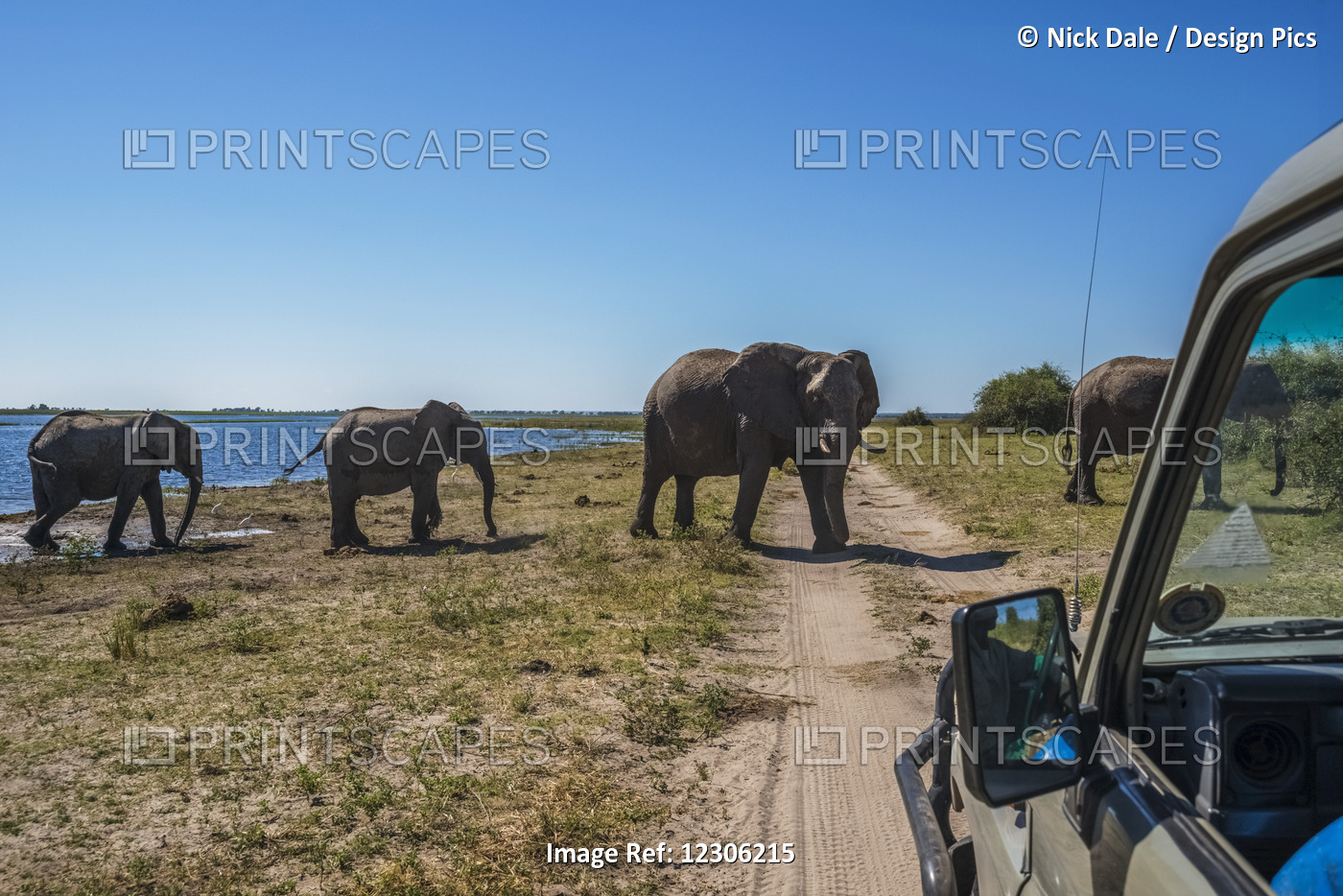 Elephants On Riverbank Crossing Track By Jeep; Botswana