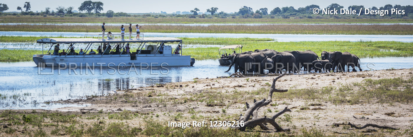 Panorama Of Elephant Herd (Loxodonta Africana) Drinking Beside Boats; Botswana