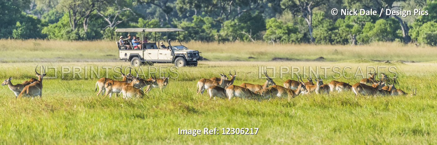 Panorama Of Red Lechwe Herd (Kobus Leche) Passing Safari Truck; Botswana