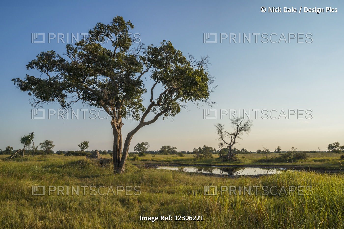 Acacia Tree Beside Water Hole At Dusk; Botswana