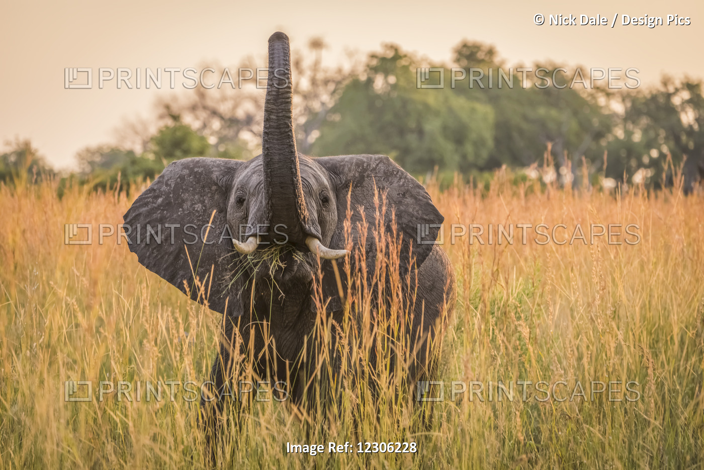 Baby Elephant (Loxodonta Africana) Eating Grass With Trunk Raised; Botswana