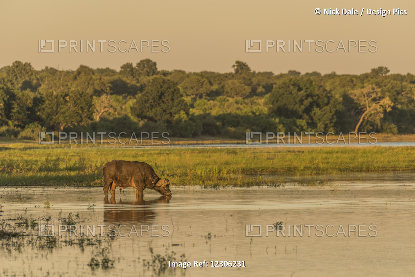 Cape Buffalo (Syncerus Caffer) Drinking From River At Dusk; Botswana