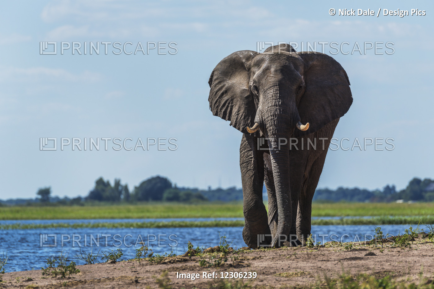 Elephant (Loxodonta Africana) On Riverbank Walking Straight Towards Camera; ...