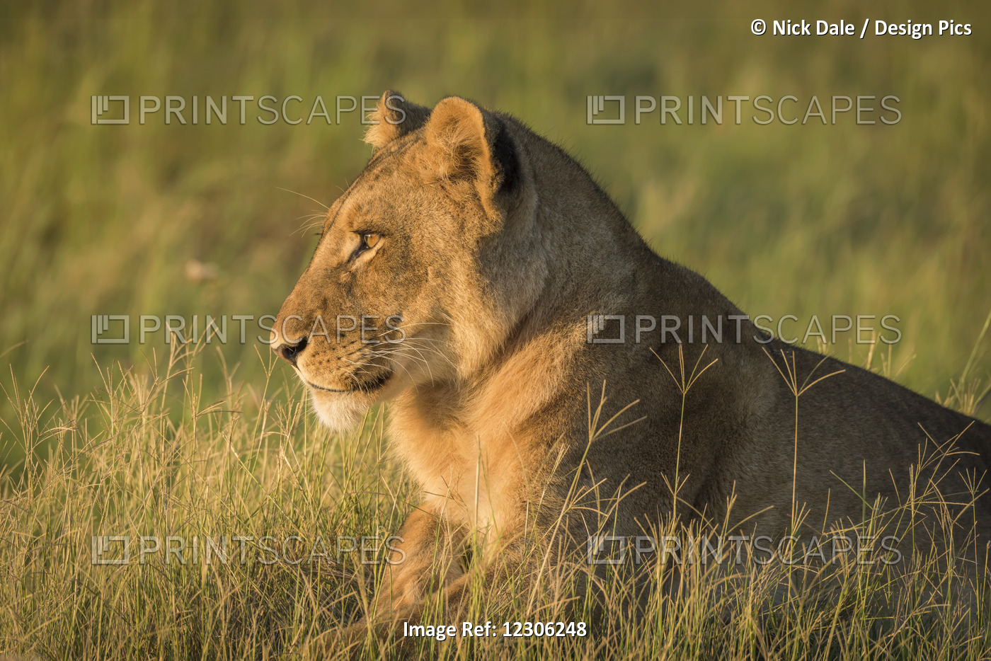 Lion (Panthera Leo) Lies Staring In Grass At Sunset; Botswana
