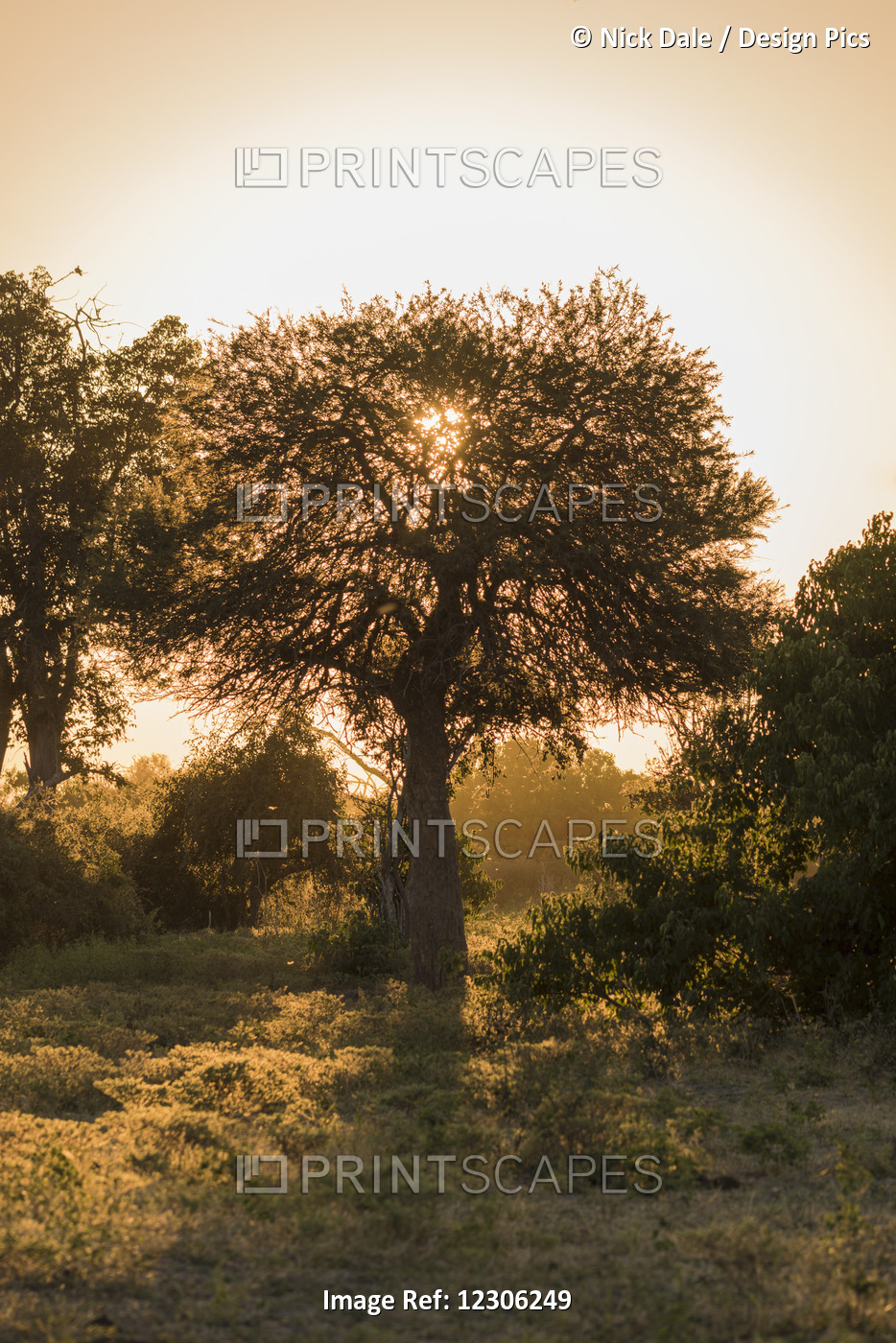 Marula Tree Filtering Light From Setting Sun; Botswana