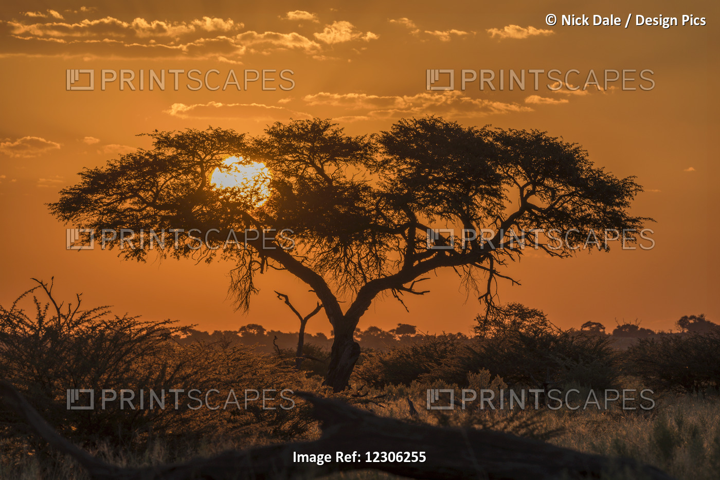 Silhouette Of Acacia Tree At Orange Sunset; Botswana