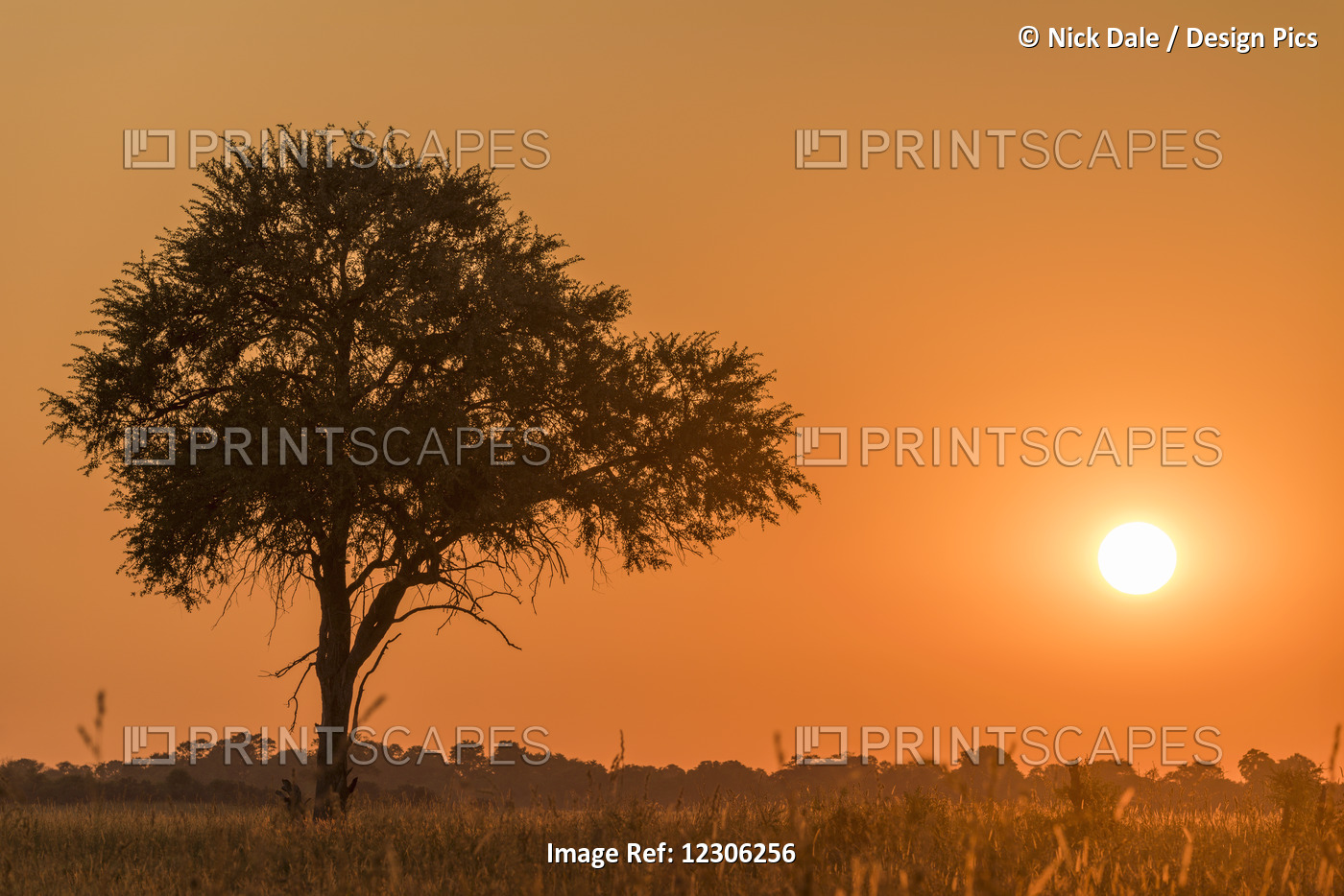 Silhouetted Tree At Sunset Under Orange Sky; Botswana