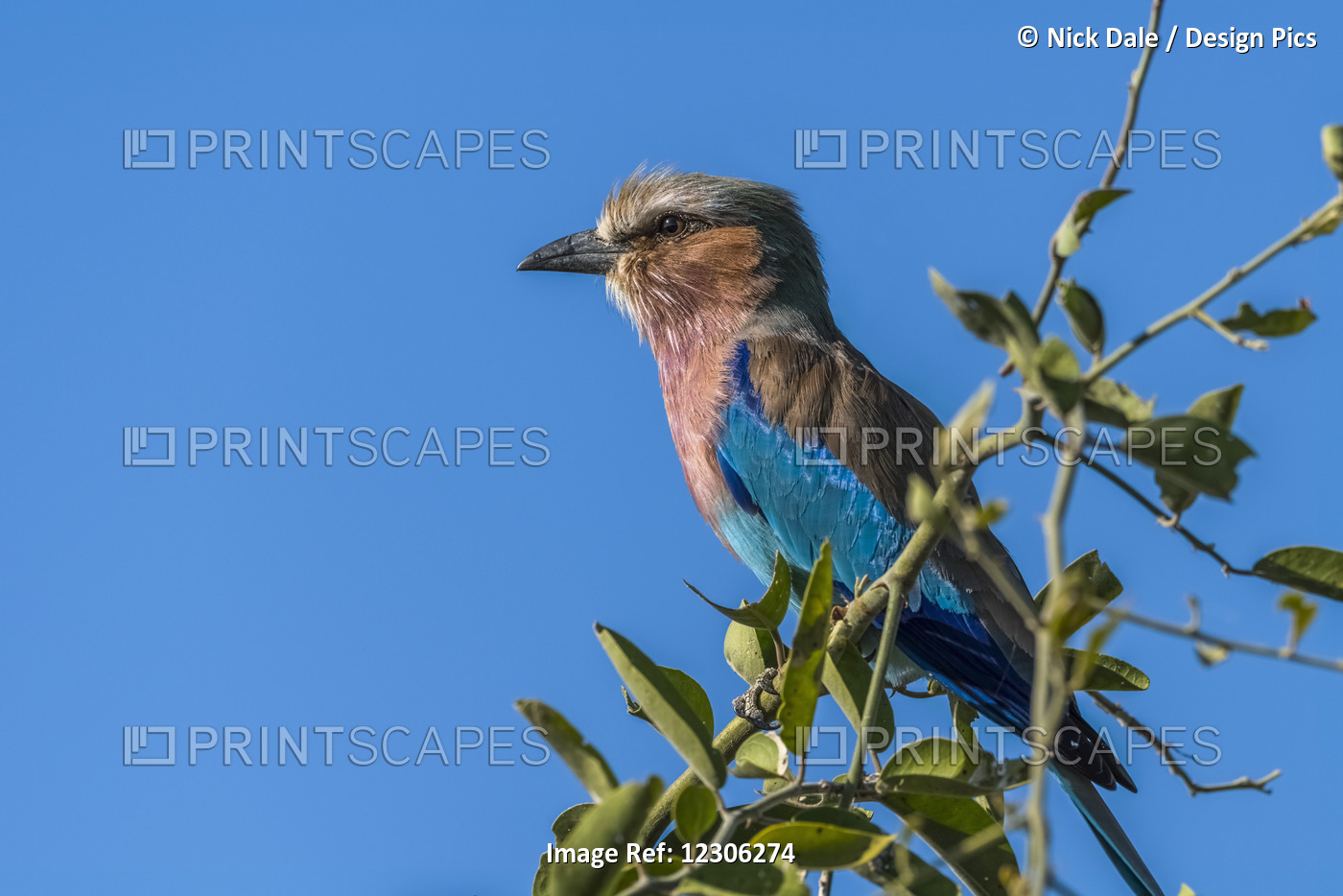 Close Up Of A Lilac-Breasted Roller (Coracias Caudatus) On Leafy Branch; ...