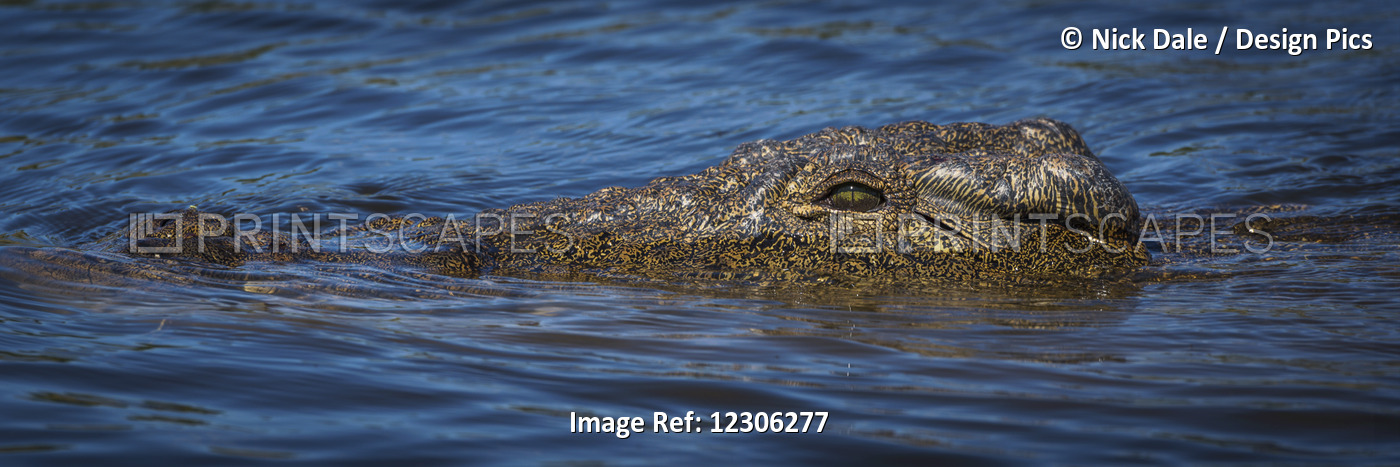 Close Up Panorama Of Head Of Nile Crocodile (Crocodylus Niloticus); Botswana