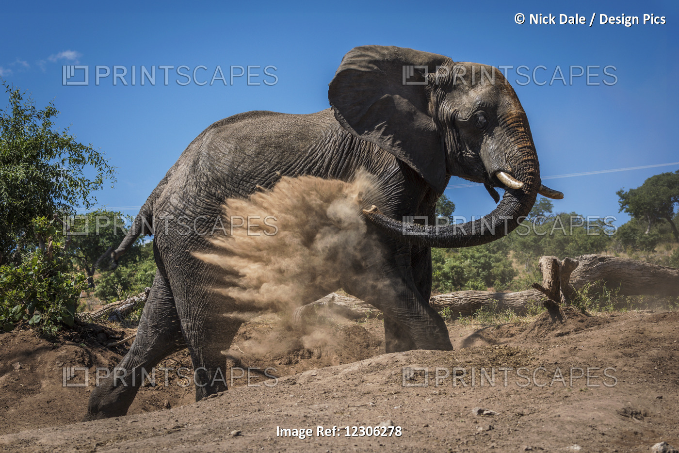An Elephant (Loxodonta Africana) Is Throwing Dust Over Itself With It's Trunk ...