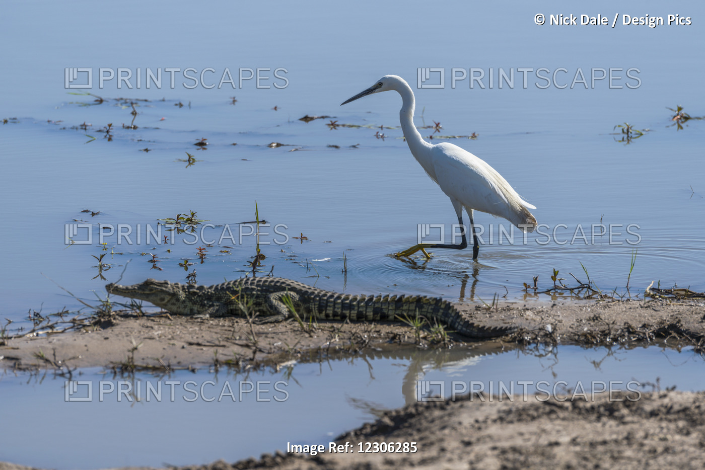 Great White Egret (Ardea Alba) Walking Past Nile Crocodile (Crocodylus ...
