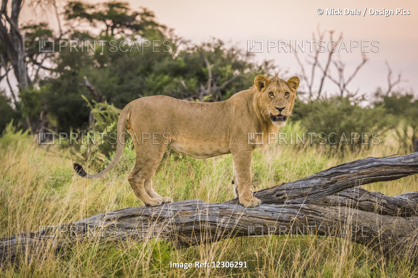 Lion (Panthera Leo) Standing And Turning Head On Dead Branch; Botswana