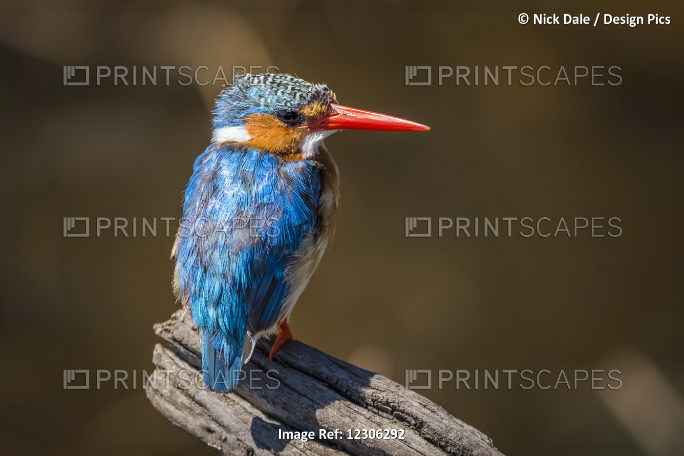 A Malachite Kingfisher (Alcedo Cristata) Perched In Profile On A Dead Tree ...
