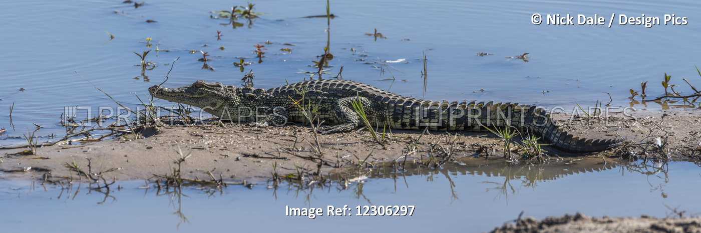 Panorama Of Nile Crocodile (Crocodylus Niloticus) In Muddy Shallows; Botswana