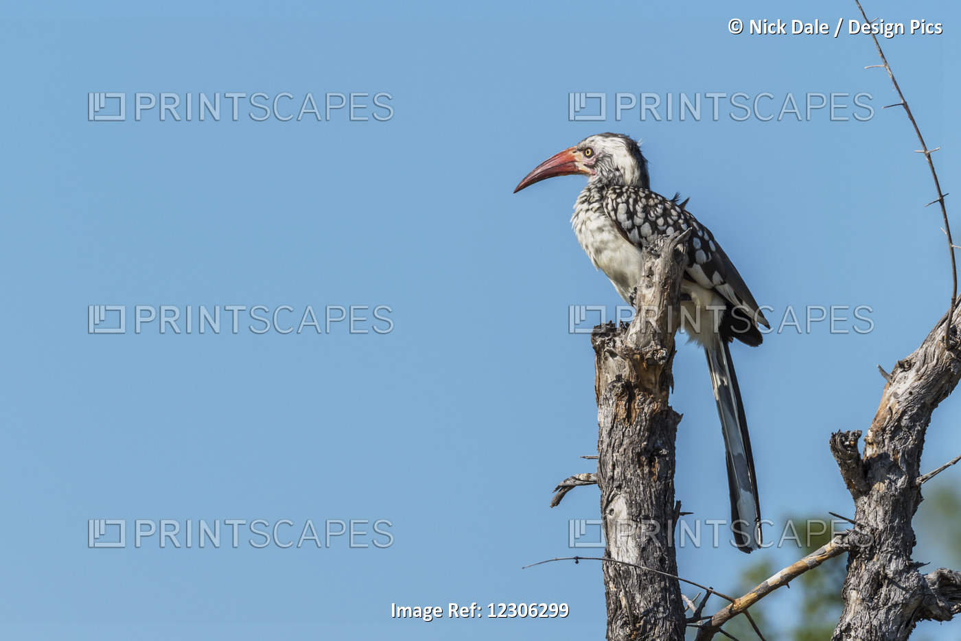 Red-Billed Hornbill On Tree Stump Looking Left; Botswana