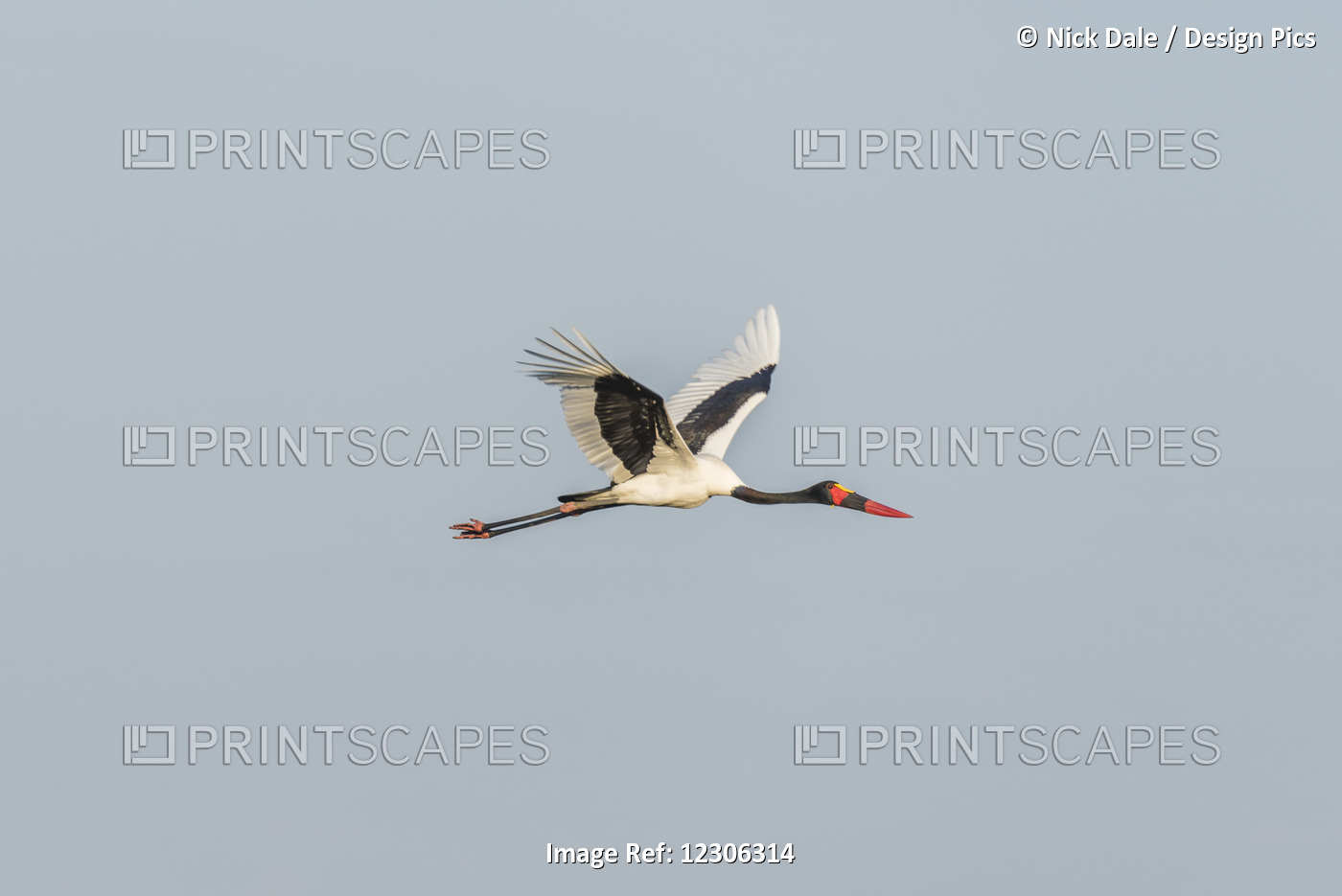 Saddle-Billed Stork (Ephippiorhynchus Senegalensis) Flying Along With Wings ...