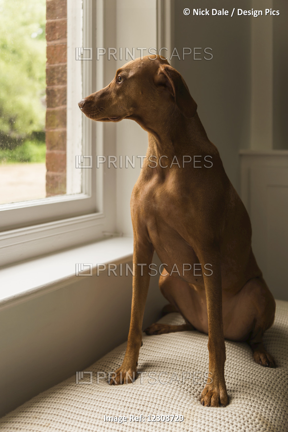 Hungarian Vizsla Sits Looking Out Of Window; Reigate, England