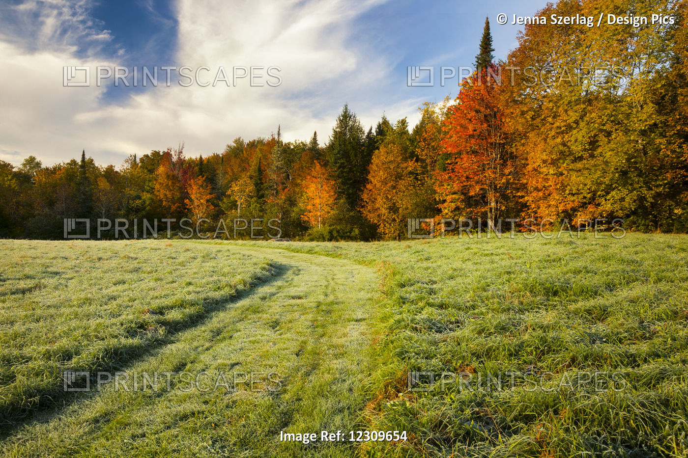 Autumn Coloured Trees And A Grass Field With A Well-Trodden Trail Through It; ...