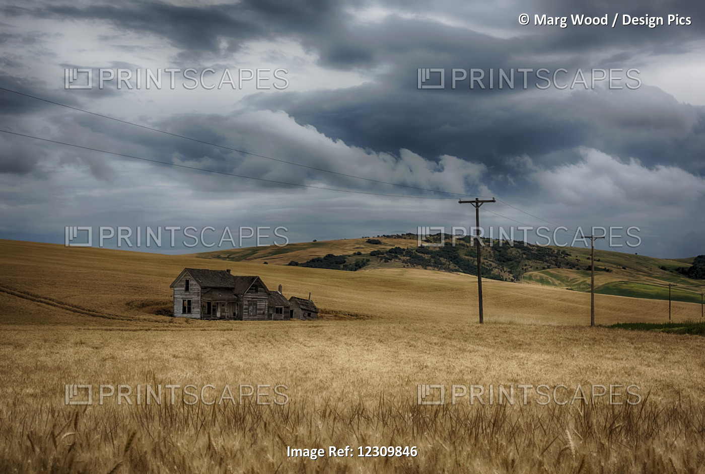 Old, Rustic Wooden House In The Middle Of A Golden Field Under A Stormy Sky; ...