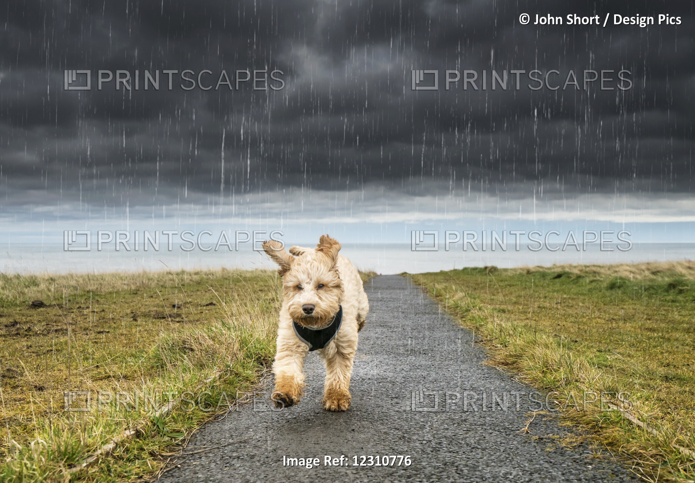 A Cockapoo Running Up A Path With Ominous Storm Clouds And Rainfall In The ...