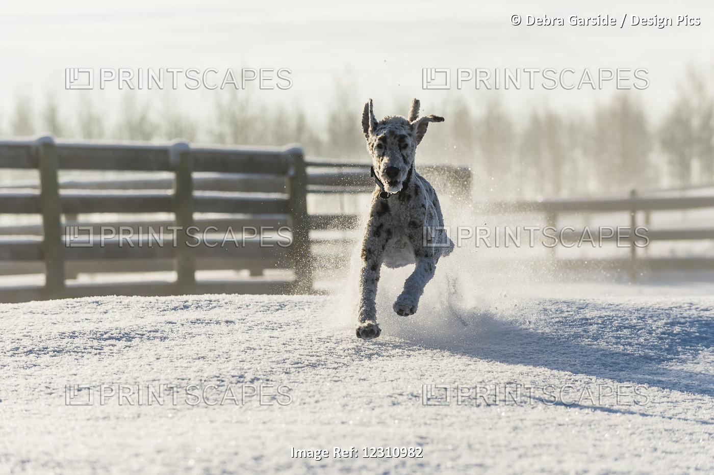 Dog Running In The Snow; Cremona, Alberta, Canada