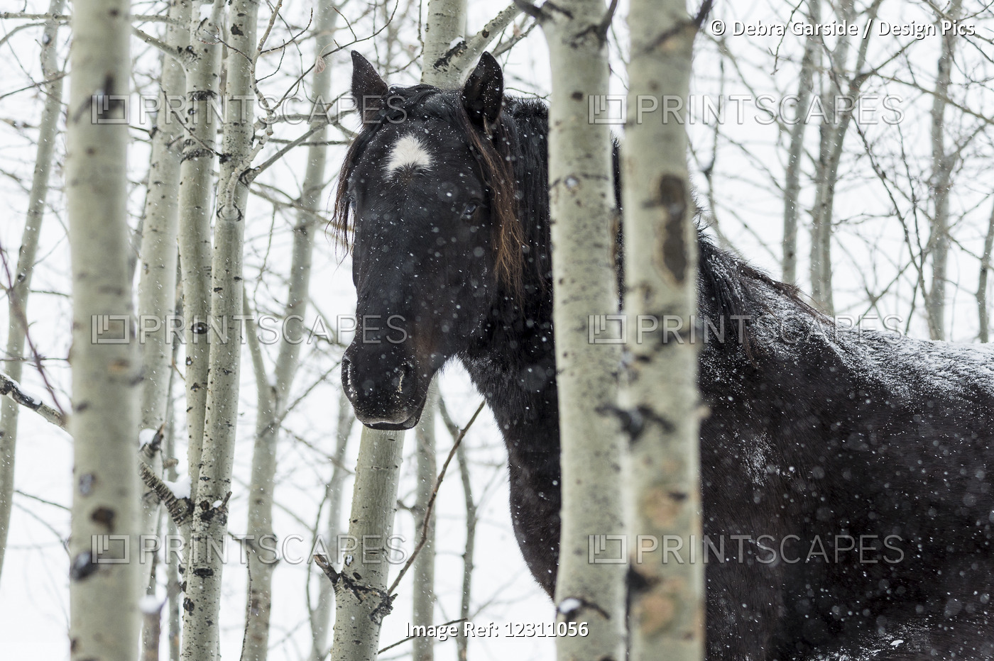 Wild Horse In A Snowstorm; Turner Valley, Alberta, Canada