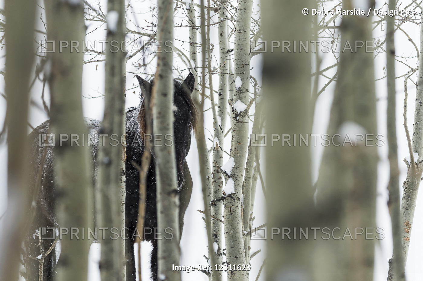 Wild Horse Hiding In Trees; Turner Valley, Alberta, Canada