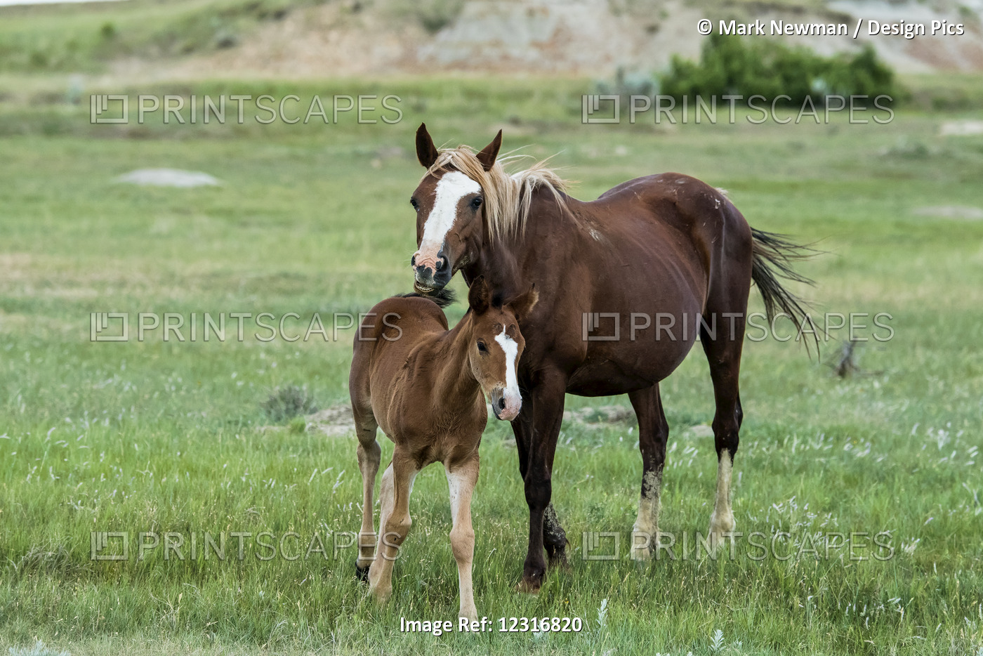 Wild Horses, Theodore Roosevelt National Park; North Dakota, United States Of ...