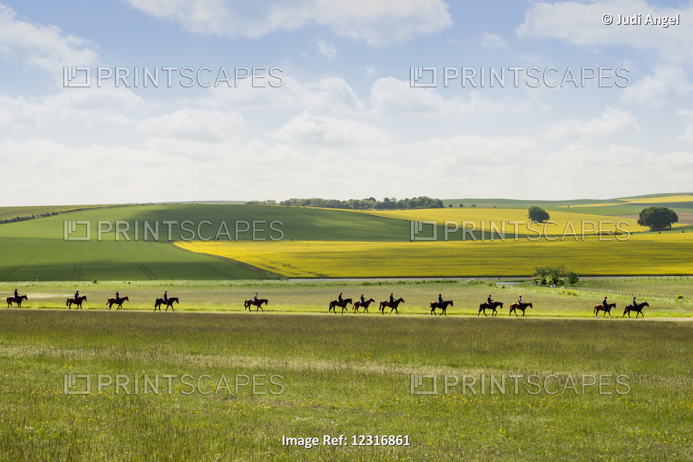 Race Horses Training Near Averbury; England